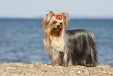 YORKSHIRE TERRIER 325
